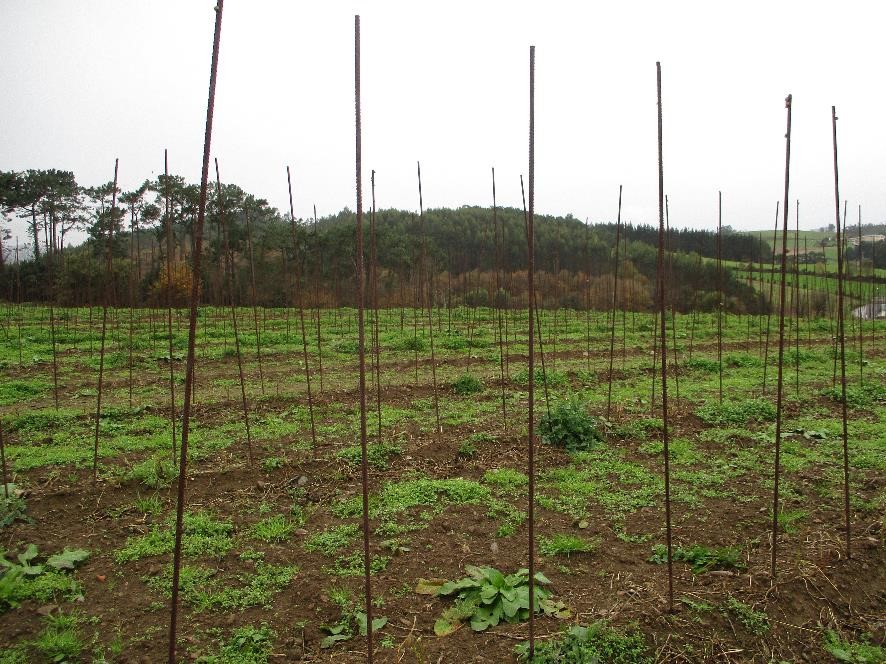 Plantación de faba, tutores y plantas