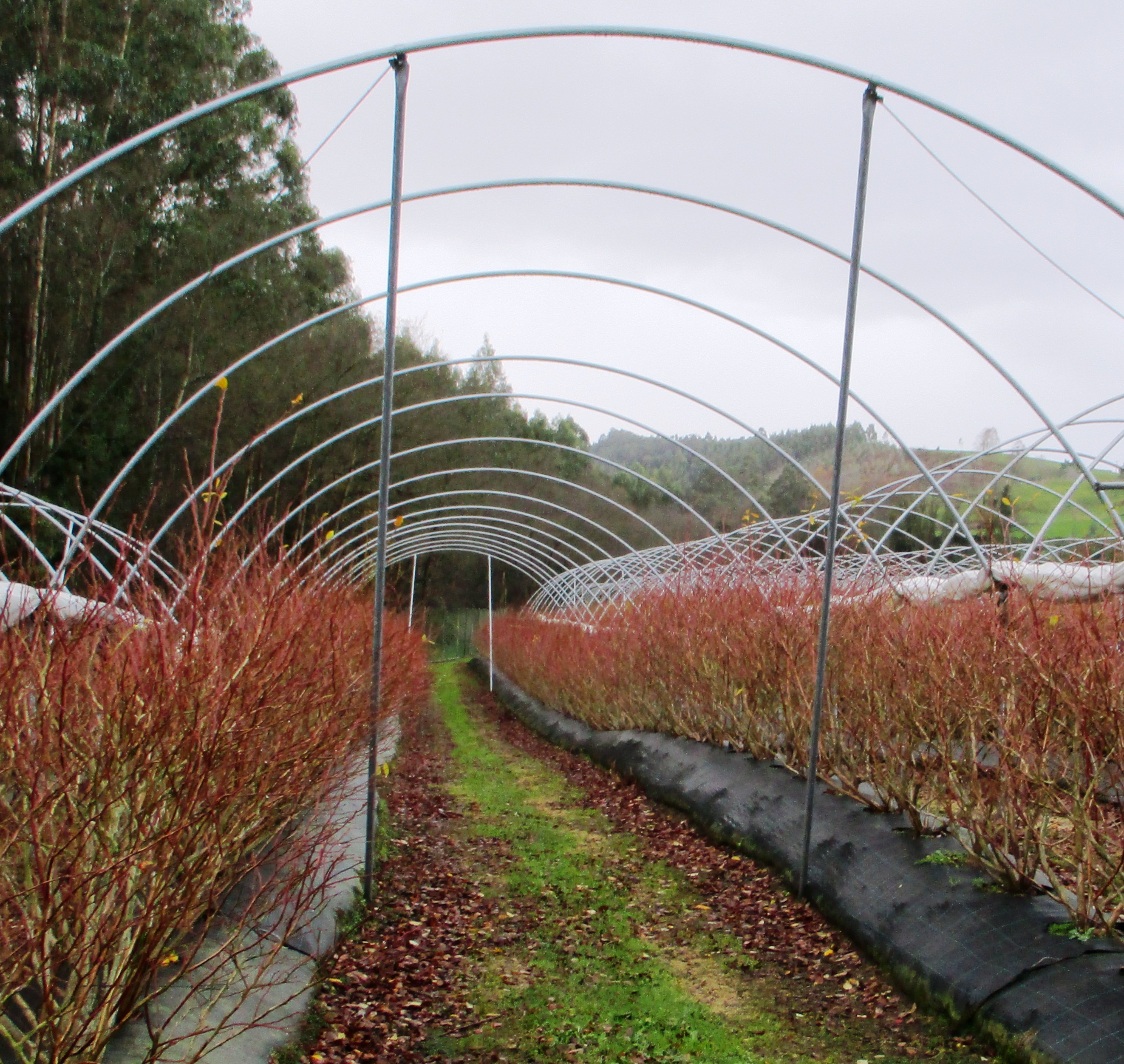 Mejora de plantación de arándanos