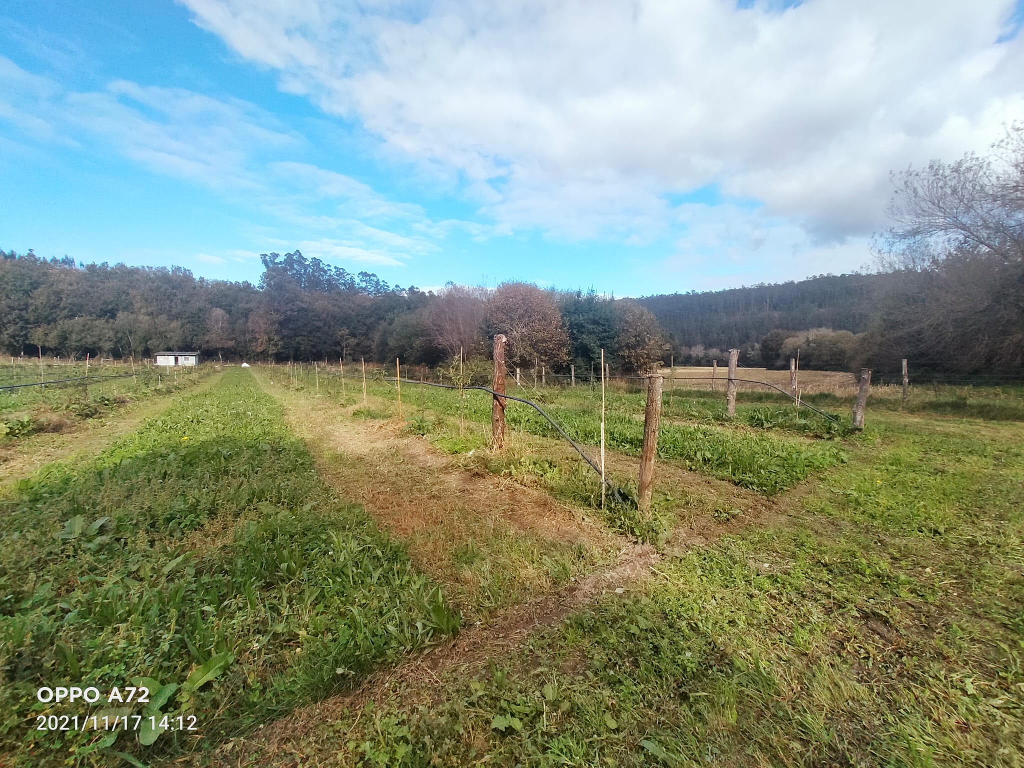 plantación de aguacates