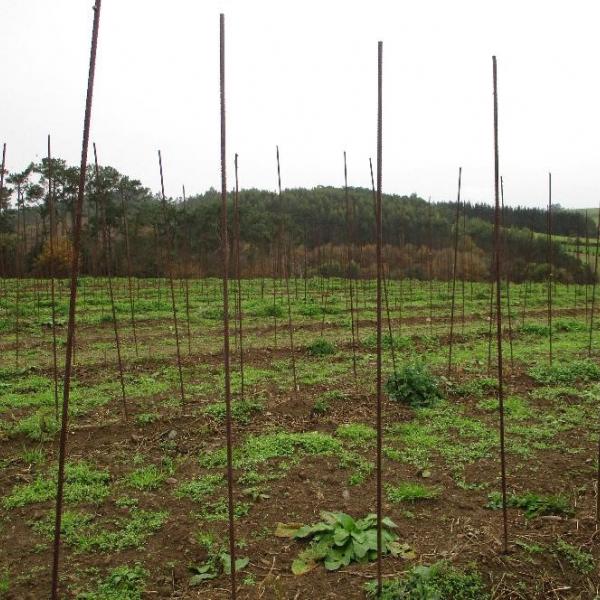 Plantación de faba, tutores y plantas