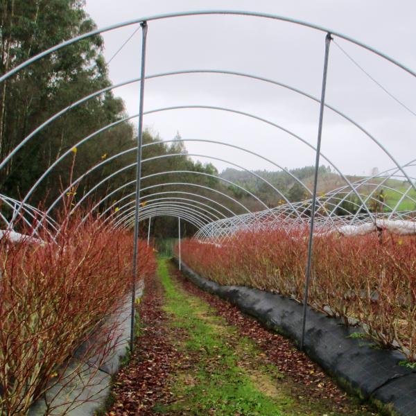 Mejora de plantación de arándanos