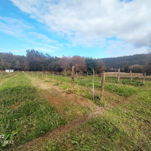 plantación de aguacates